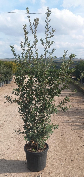 <h4>QUER ILEX</h4>