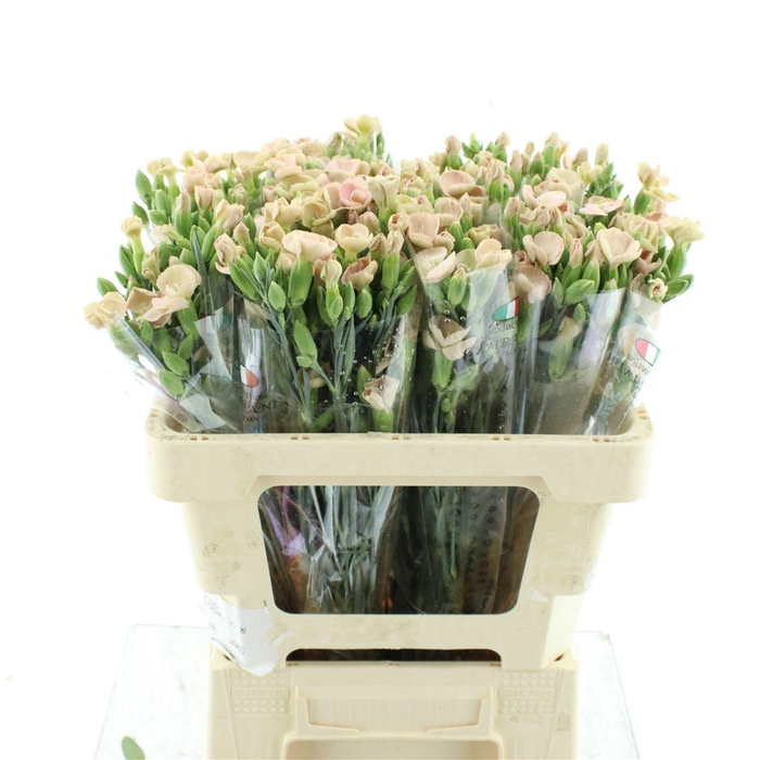 Di Tr Simply Old Pink Extra