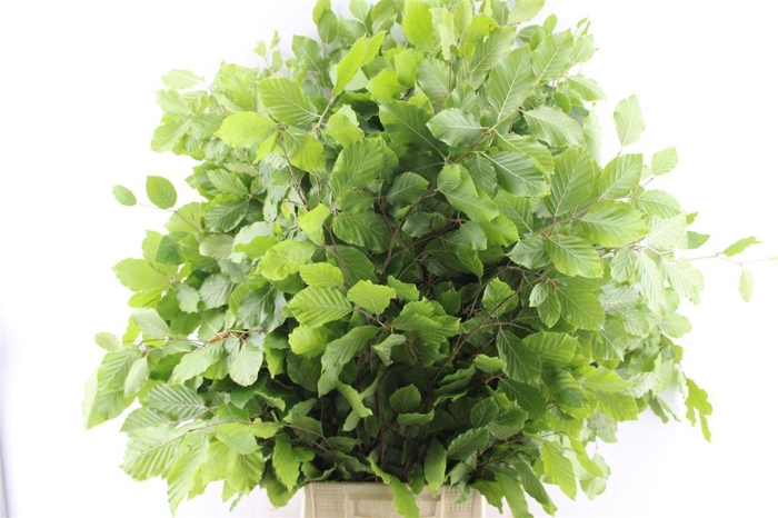 <h4>Beuk (beech) 300 Gram</h4>