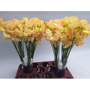 Lathyrus Sunrise magic