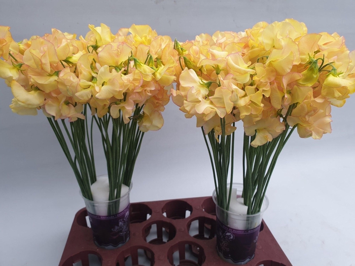 <h4>Lathyrus Sunrise magic</h4>