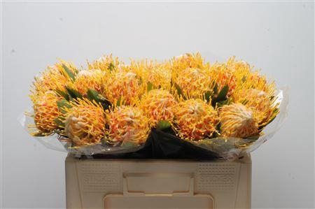 <h4>Leuco Veldfire</h4>