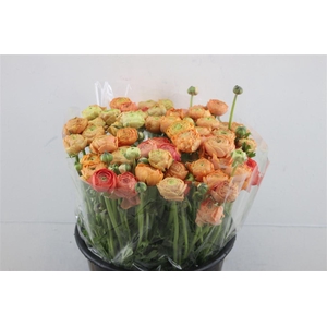 Ran El Clementine X60