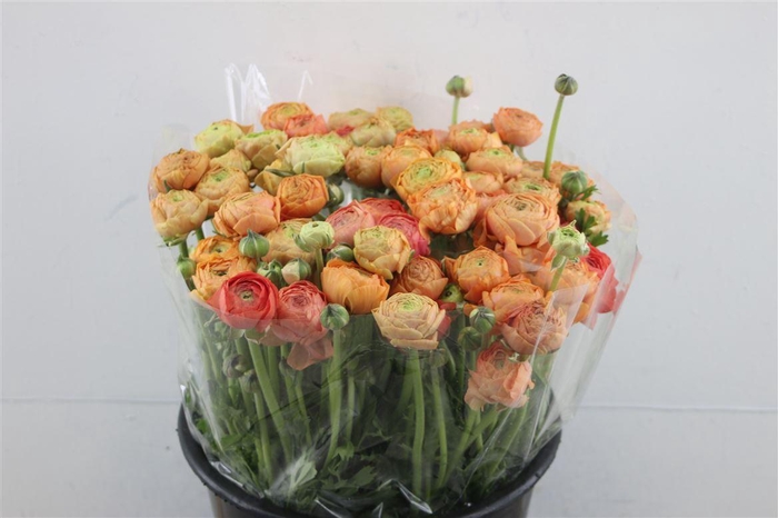 <h4>Ran El Clementine X60</h4>