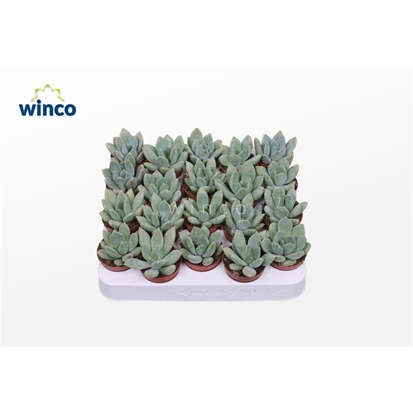 <h4>Pachyveria Grey Crown</h4>
