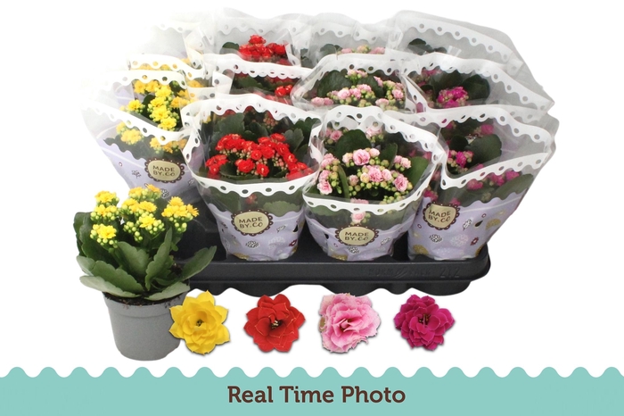 <h4>KAL GE GEM 4 KL</h4>