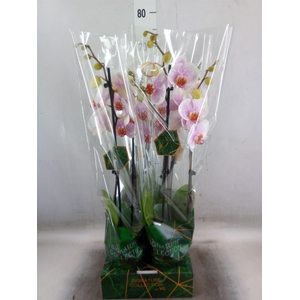 Phalaenopsis   ...