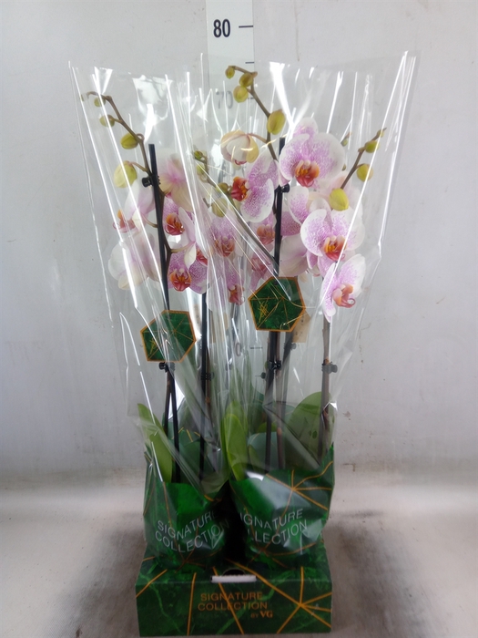 <h4>Phalaenopsis   ...</h4>