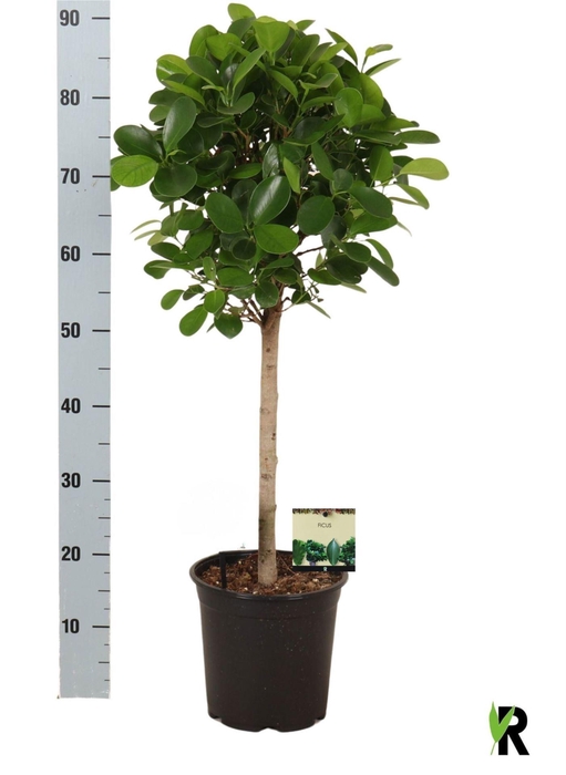 <h4>Ficus micr. Moclame</h4>