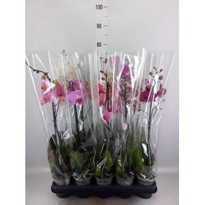 Phalaenopsis   ...mix  5