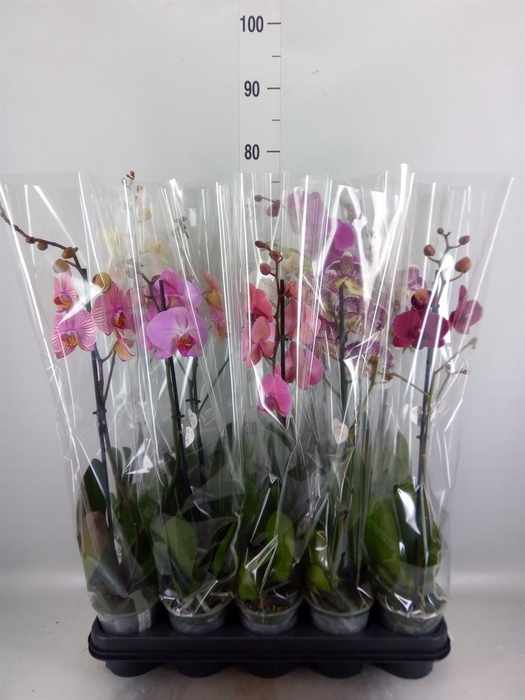 <h4>Phalaenopsis   ...mix  5</h4>