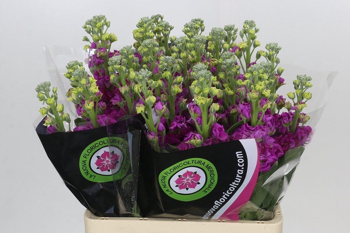 <h4>Matthiola Iron Rose</h4>