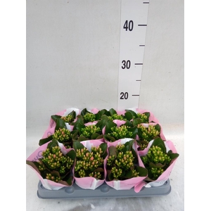 Kalanchoe 'Else Flowers Oakley'