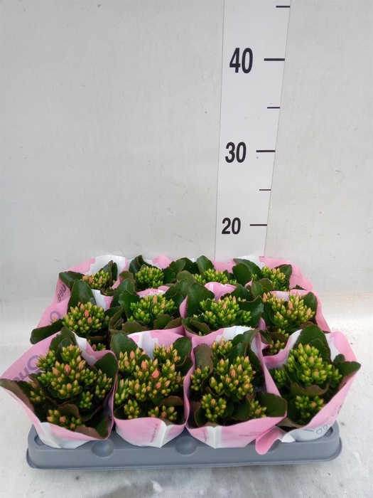 <h4>Kalanchoe  'Else Flowers Oakley'</h4>