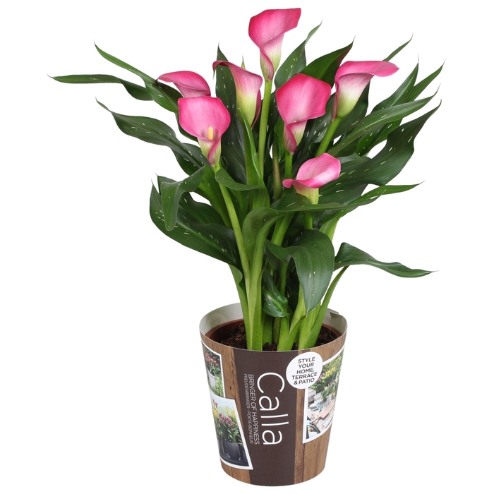 <h4>Zantedeschia Zazu Calla roze met outdoor potcover</h4>