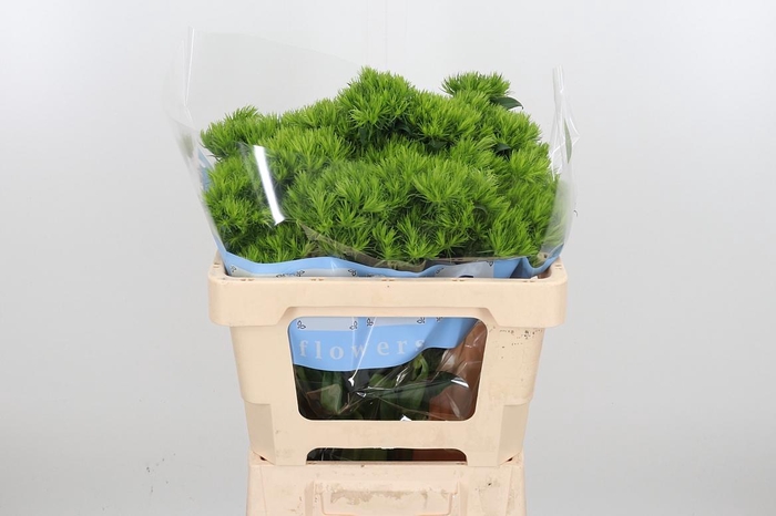 <h4>Di Barb Green Wicky</h4>