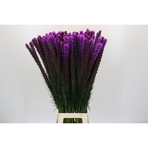 Liatris Callilepis