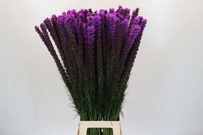 <h4>Liatris Callilepis</h4>