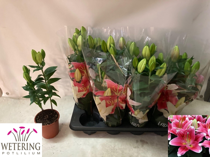 <h4>LIL OR SUNNY ROBYN</h4>