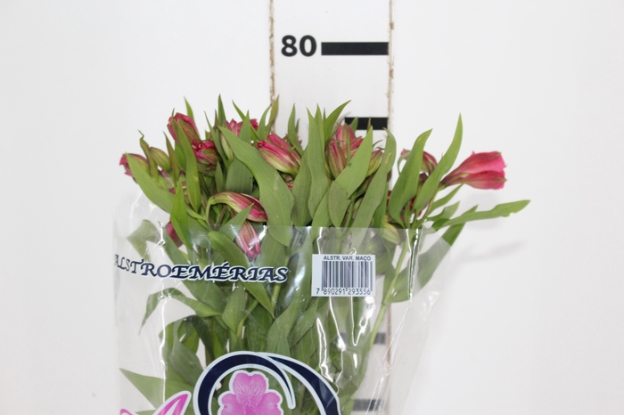 <h4>ALSTROEMERIA ALYNA 080 CM</h4>