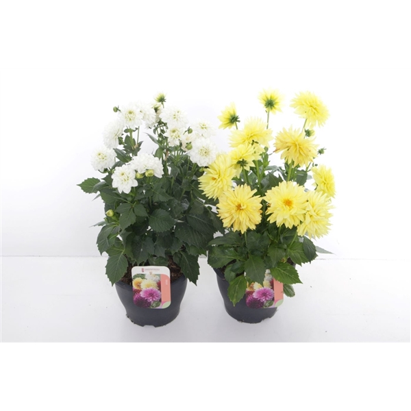 <h4>Dahlia Labella Maggiore Mix</h4>