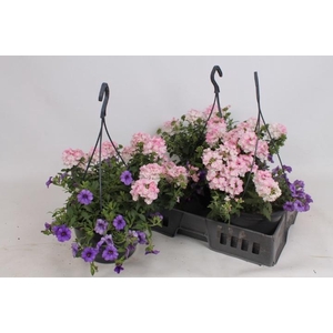 HANGING BASKETS