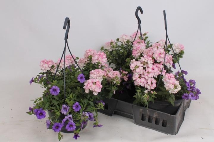 <h4>HANGING BASKETS</h4>