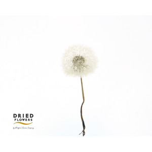 Dried Bleached Dandelion Regular Cream