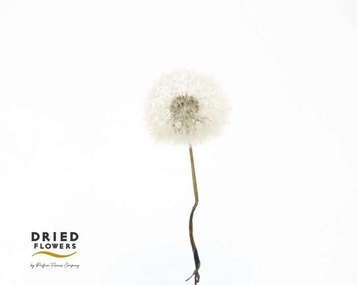 <h4>Dried Bleached Dandelion Regular Cream</h4>