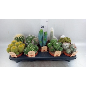 Cactus   ...mix