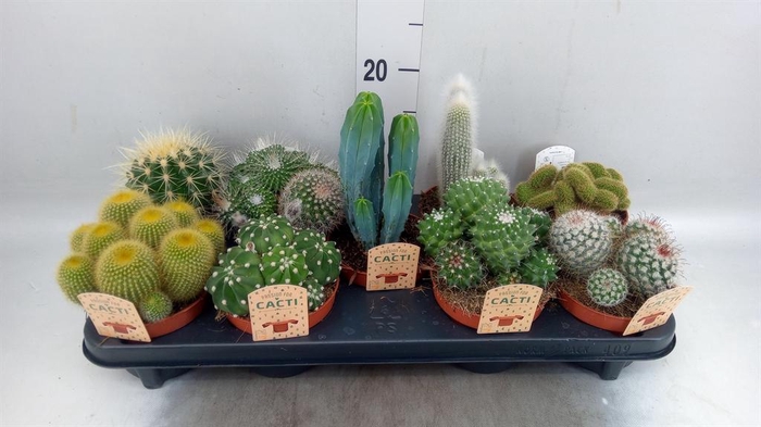 <h4>Cactus   ...mix</h4>