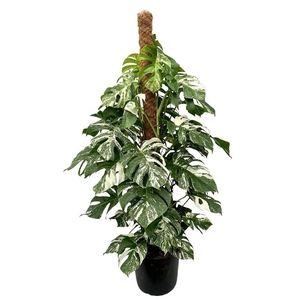 Monstera mosstok 150cm Deliciosa Variegata