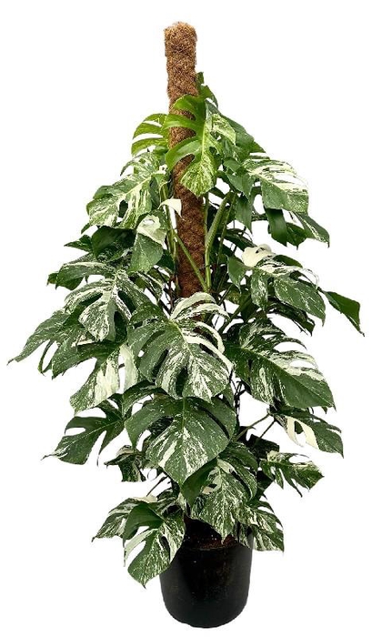 <h4>Monstera mosstok 150cm Deliciosa Variegata</h4>