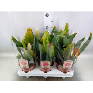 Epiphyllum   ...