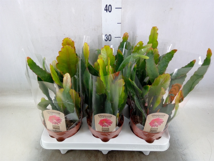 <h4>Epiphyllum   ...</h4>