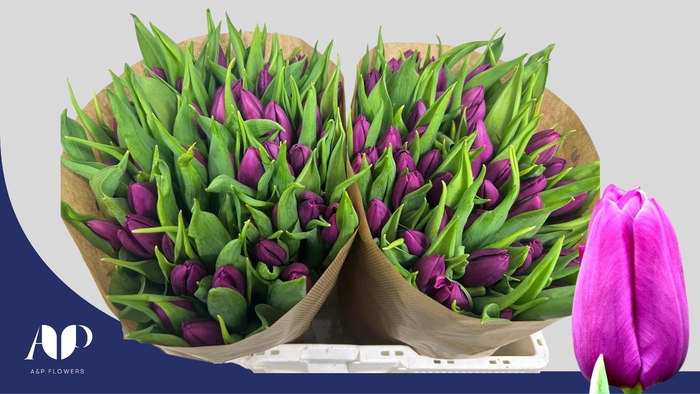 <h4>TU EN PURPLE PRINCE</h4>