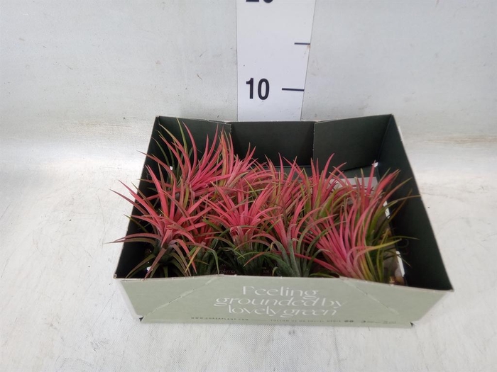 <h4>Tillandsia</h4>