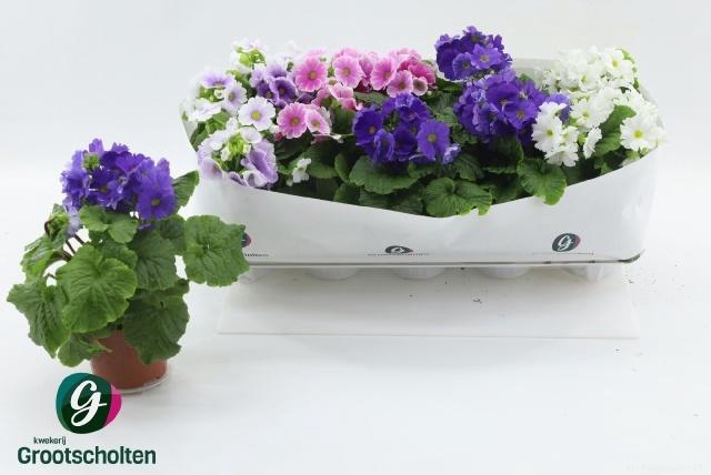 <h4>PRIM OB SWEETK A GEM</h4>