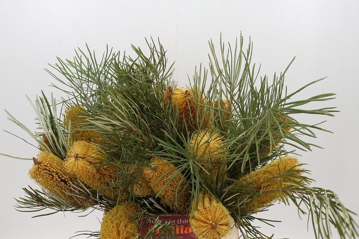 <h4>Banksia Collina</h4>