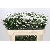 Aster Pretty Wendy