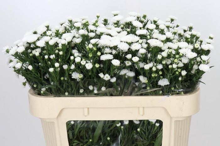 <h4>Aster Pretty Wendy</h4>