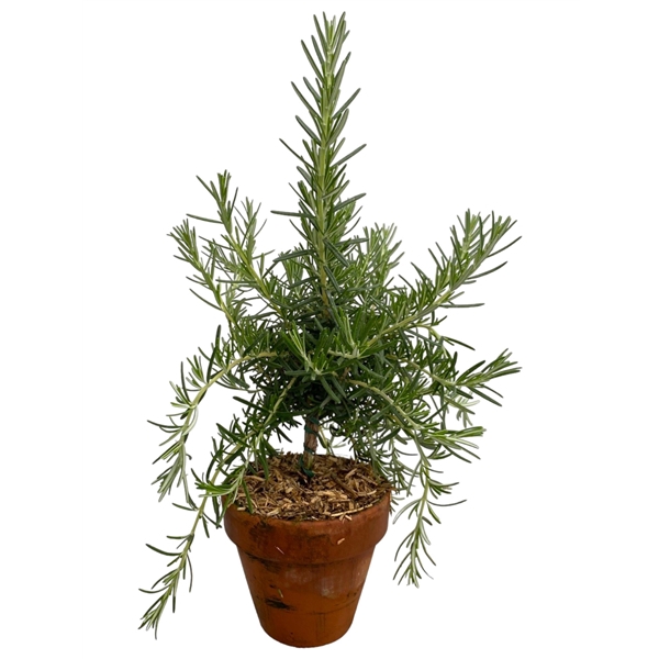 <h4>Rosmarinus prostratus in terracotta pot "op stam"</h4>