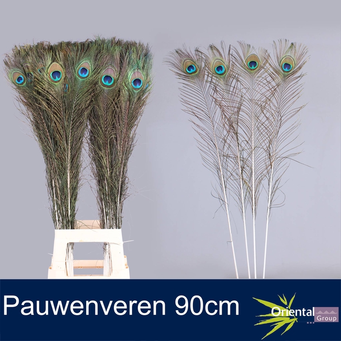 <h4>PAUWENVEREN H%</h4>