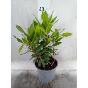 Laurus nobilis