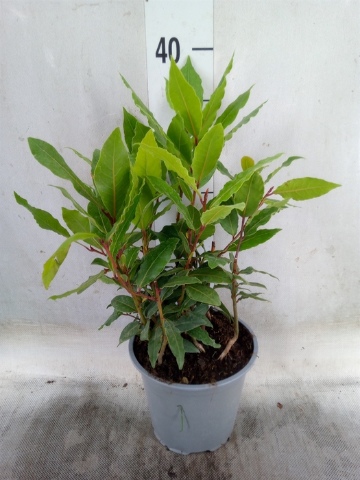 <h4>Laurus nobilis</h4>