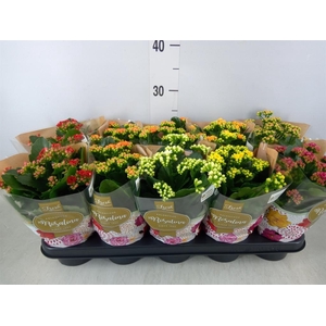 Kalanchoe blos. 'Rosalina'  ..mix 5