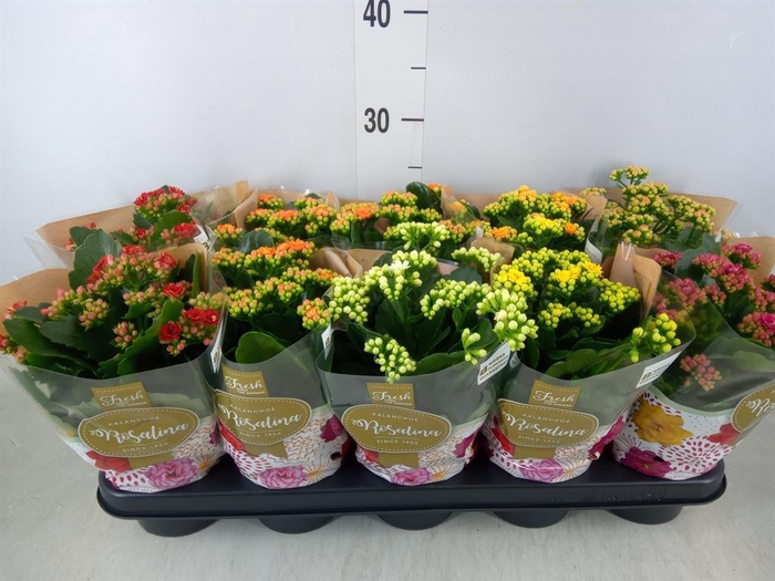 <h4>Kalanchoe blos. 'Rosalina'  ..mix 5</h4>