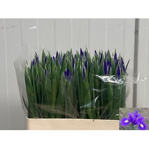 IRIS BLUE MAGIC