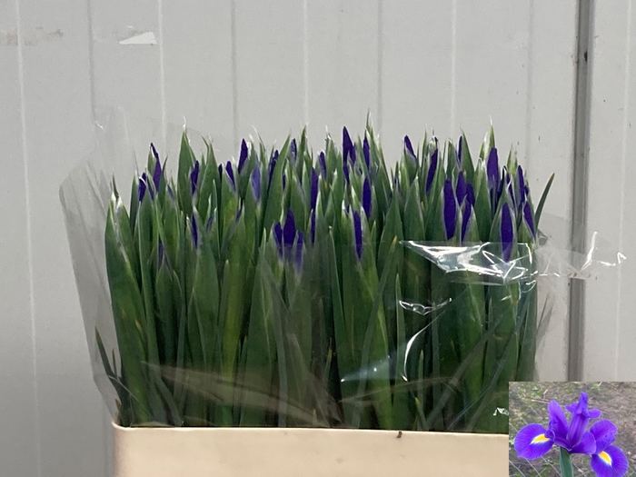 <h4>IRIS BLUE MAGIC</h4>