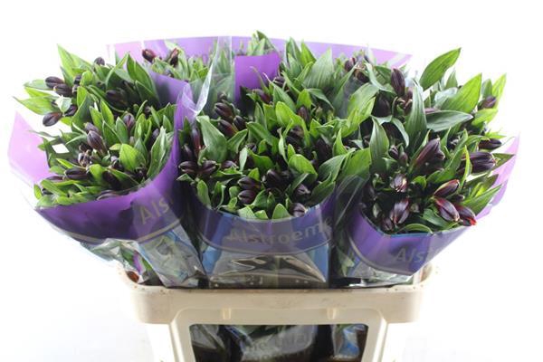 <h4>Alstr Rumba (rood)</h4>